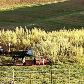 1708082153313_resultado_resultado