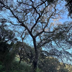 1708332084207_resultado_resultado